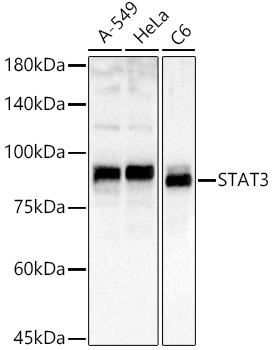 Anti-STAT3 Antibody