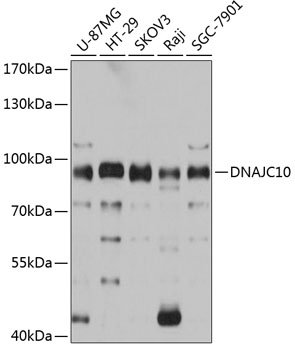 Anti-DNAJC10 Antibody