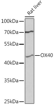 Anti-CD134 / OX40L receptor Antibody