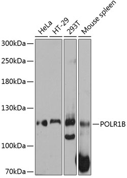 Anti-POLR1B Antibody