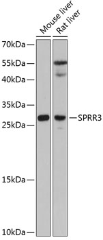 Anti-SPRR3 Antibody