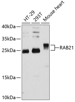 Anti-RAB21 Antibody