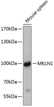 Anti-Mkln1 Antibody