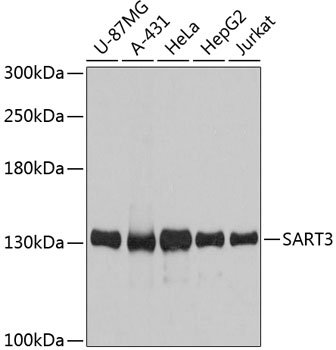 Anti-SART3 Antibody