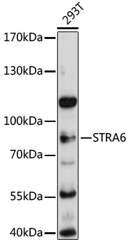 Anti-Stra6 Antibody