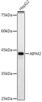 Anti-AMID Antibody