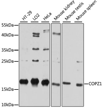 Anti-COPZ1 Antibody