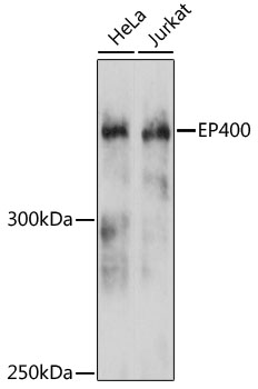 Anti-p400 Antibody