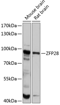 Anti-ZFP28 Antibody