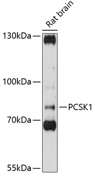 Anti-PC1 / 3 Antibody