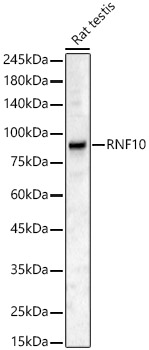 Anti-RNF10 Antibody