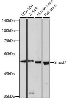 Anti-MADH7 / SMAD7 Antibody