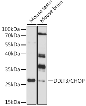 Anti-DDIT3 Antibody