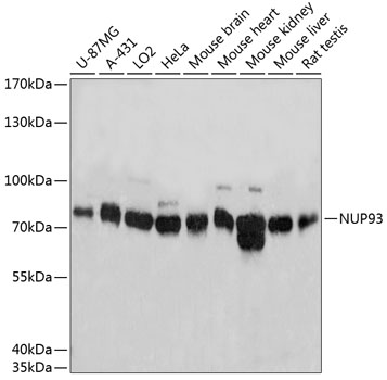 Anti-NUP93 Antibody