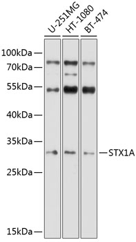 Anti-Syntaxin 1a Antibody