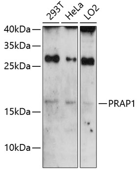 Anti-PRAP1 Antibody