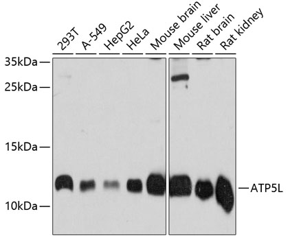 Anti-ATP5L2 / ATP5L Antibody