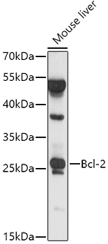 Anti-Bcl-2 Antibody