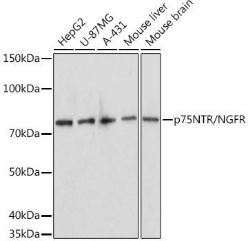 Anti-p75 NGF Receptor Antibody