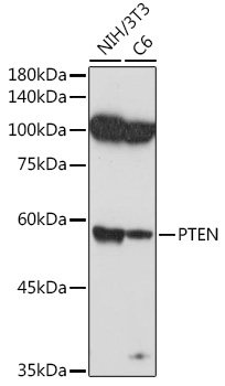 Anti-PTEN Antibody