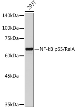 Anti-NF-kB p65 Antibody