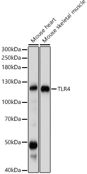 Anti-TLR4 Antibody