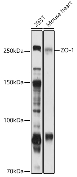 Anti-ZO1 tight junction protein Antibody