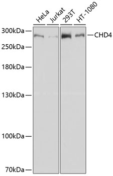 Anti-CHD4 Antibody