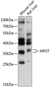 Anti-MST Antibody