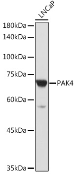 Anti-PAK4 Antibody