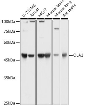 Anti-OLA1 Antibody