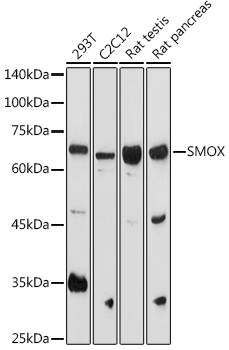 Anti-SMOX Antibody