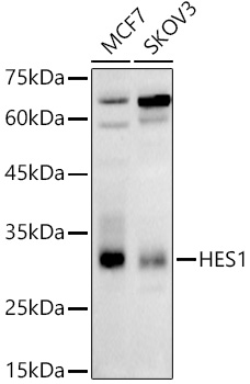 Anti-Hes1 Antibody