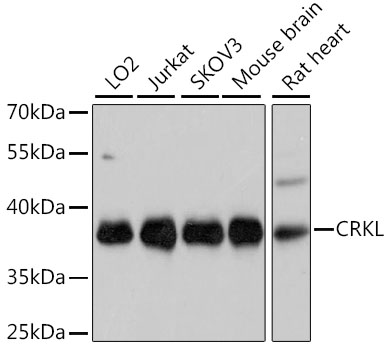 Anti-CrkL Antibody