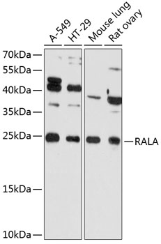 Anti-RALA Antibody