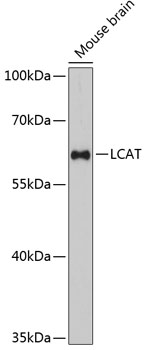 Anti-LCAT Antibody