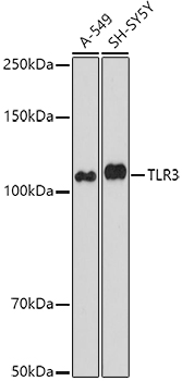 Anti-TLR3 Antibody