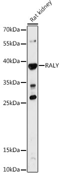 Anti-RALY Antibody