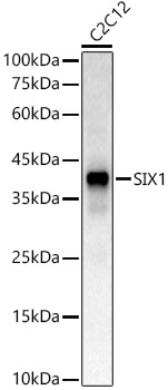 Anti-SIX1 Antibody