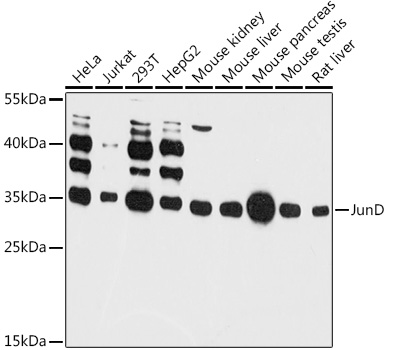 Anti-JunD Antibody