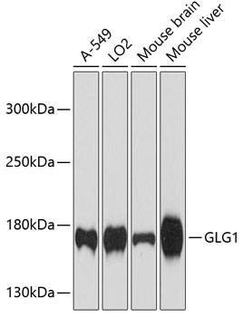 Anti-Golgi Complex Antibody