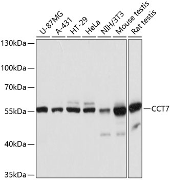 Anti-TCP1 eta Antibody