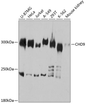 Anti-Chromodomain helicase DNA binding protein 9 Antibody