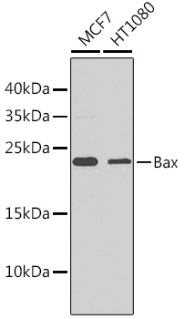 Anti-Bax Antibody