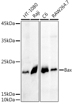 Anti-Bax Antibody