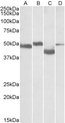 Anti-MEIS2 Antibody - Identical to Abcam (ab103912)