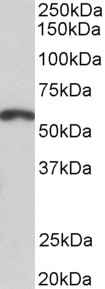 Anti-PAX3 Antibody - Identical to Abcam (ab133179)