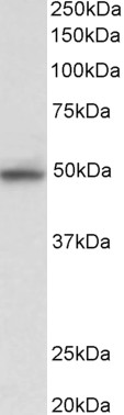 Anti-JNK2 Antibody - Identical to Novus (NBP2-26216)