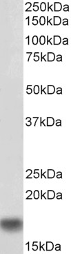 Anti-Iba1 Antibody (Biotin) - Identical to Abcam (ab212030)