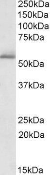 Anti-PDE1A Antibody - Identical to Abcam (ab99476) and Novus (NBP1-51996)